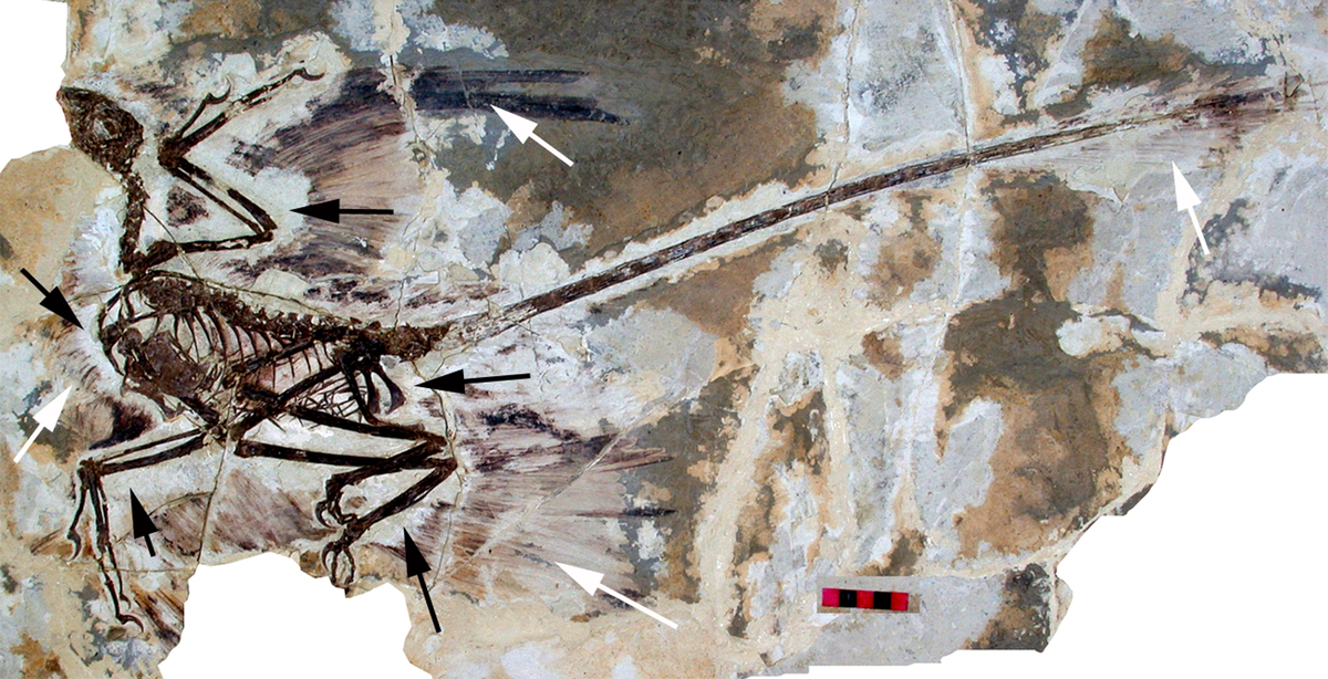 1200px Microraptor gui holotype