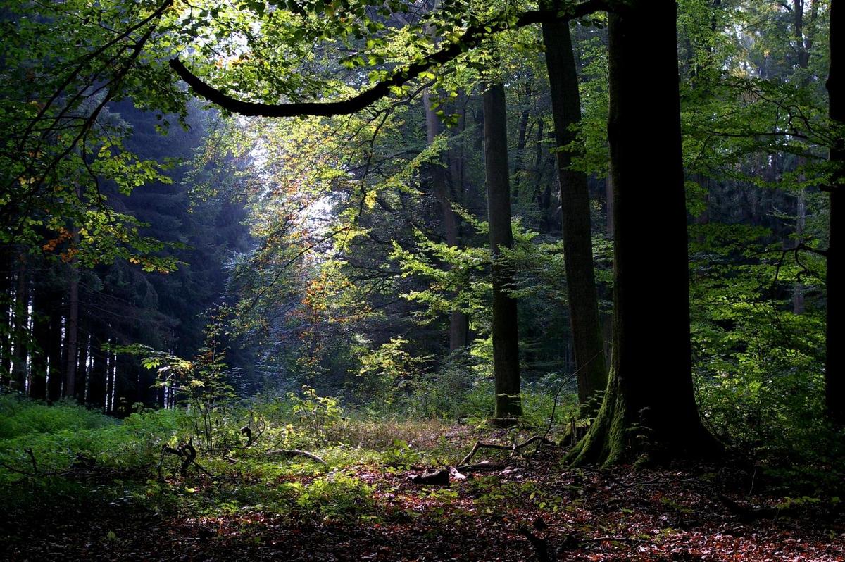 Wald Natur Holz Baum Erde Umwelt