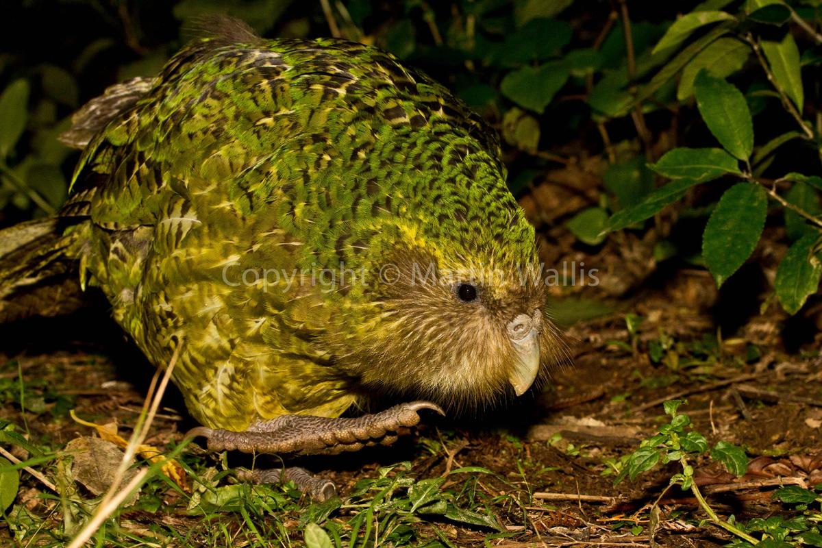 kakapo-the-owl-parrot-strigops-habroptil