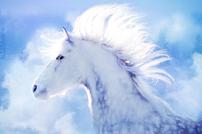 Background winter horse by arvoitusmeri