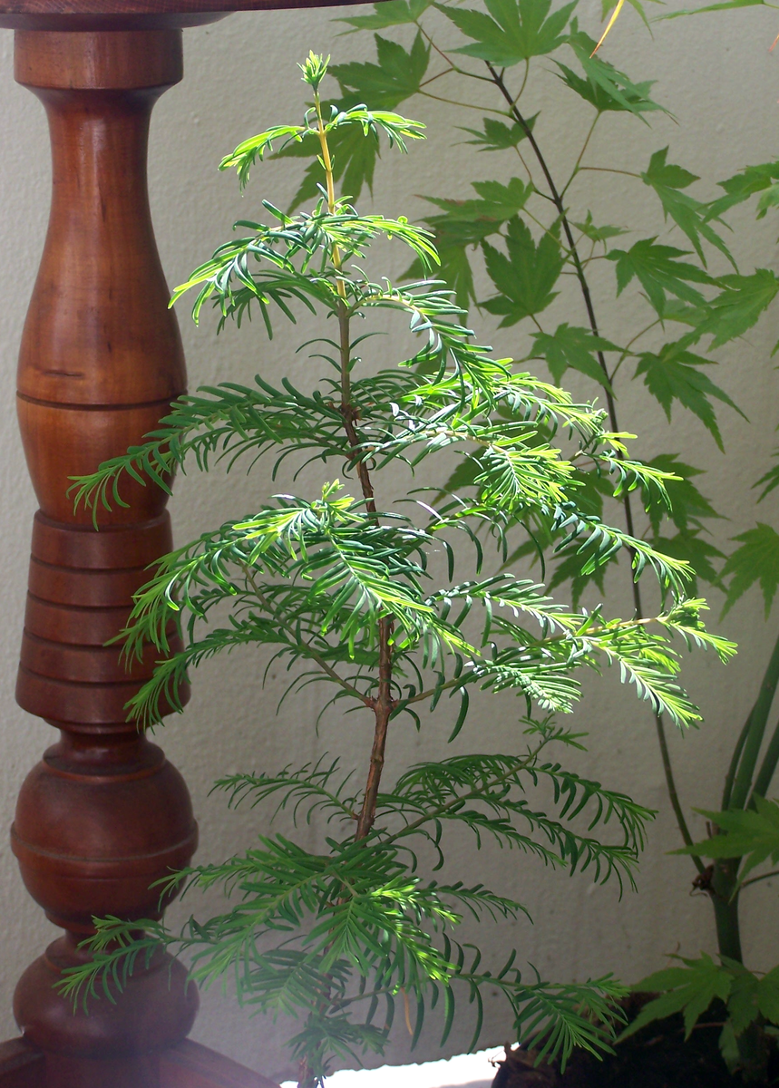 metasequoia giganteum