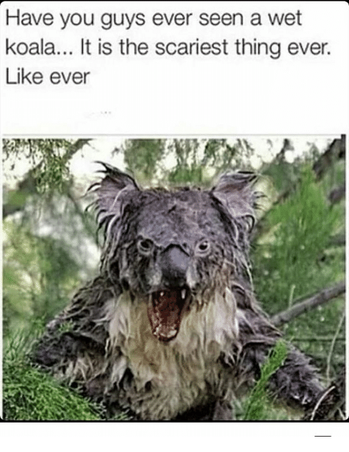 have-you-guys-ever-seen-a-wet-koala-it-i