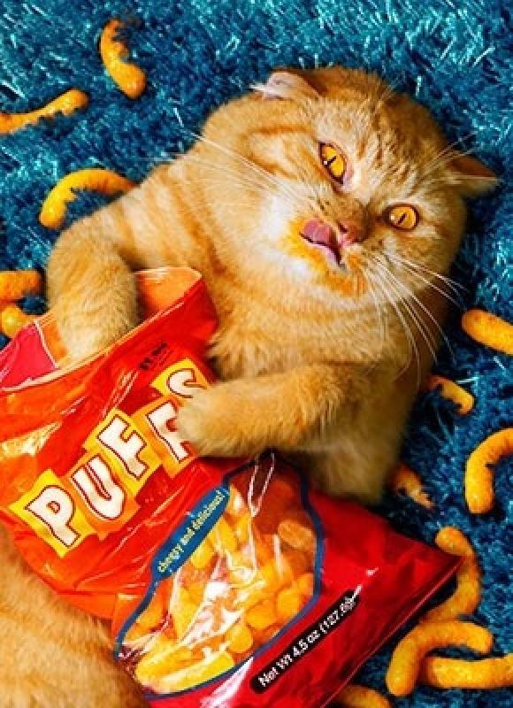 nyam3fat-cat-eating-cheetos