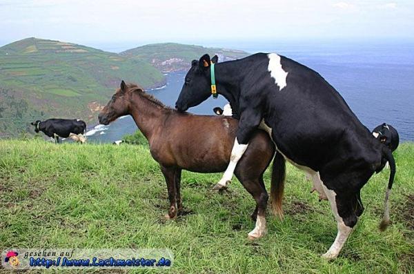 09d17a lustiges bild kuh und pferd