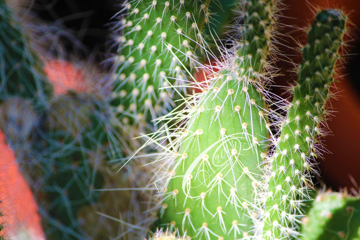 cactus by giglolo-d6hegnz