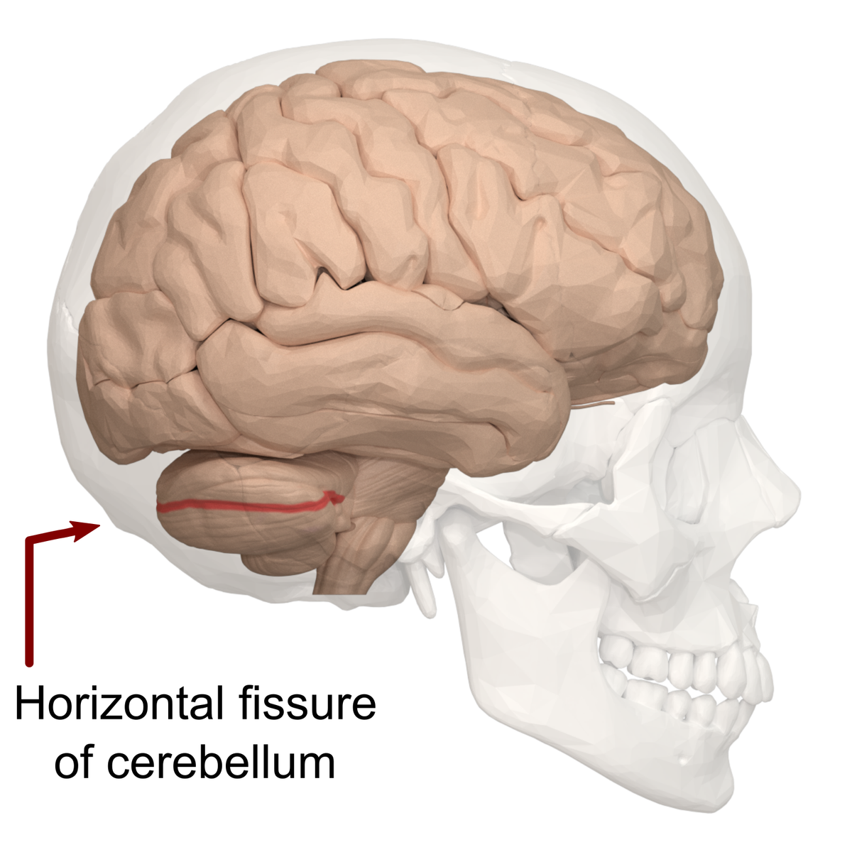 Horizontal fissure of cerebellum - text