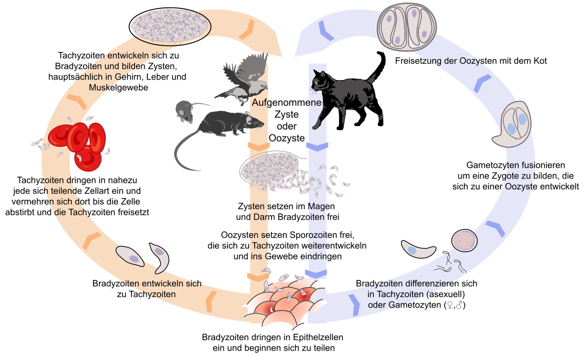 Токсоплазма жизненный цикл кошка
