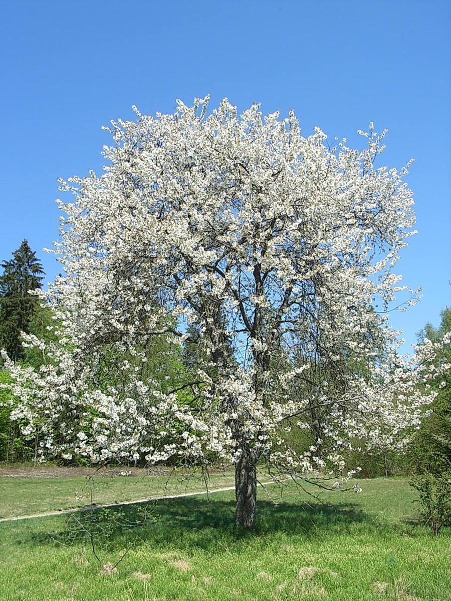 Baum Und Vogel