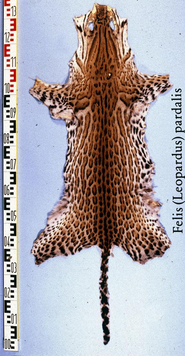 Leopardus pardalis 28Ocelot 29 Brazil Am