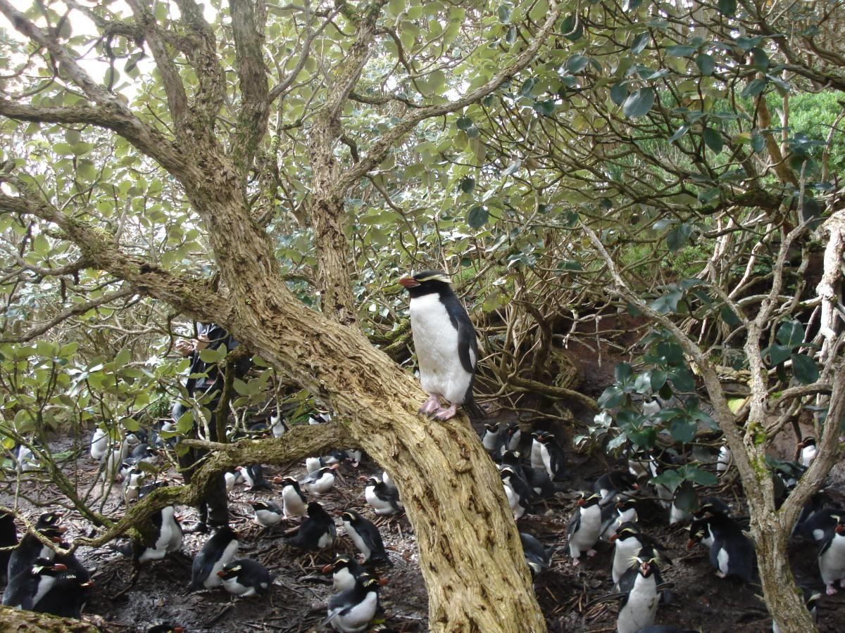 Pinguin im Baum - Copy