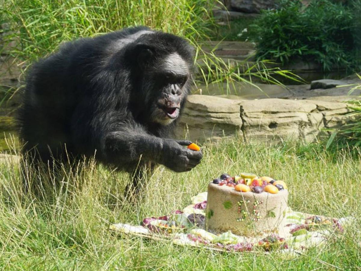 Schimpanse-Maxi-hat-Geburtstag-Teaser