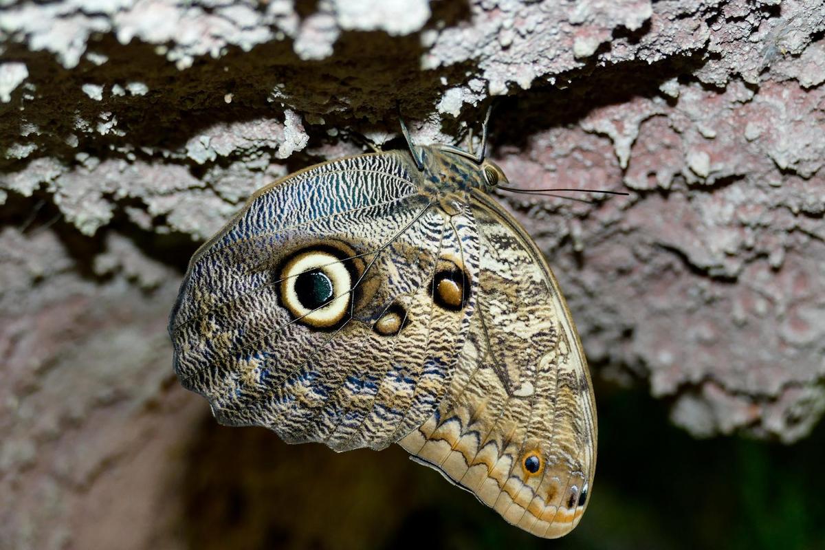 schlangenkopf-in-schmetterling-4c3dc6d4-