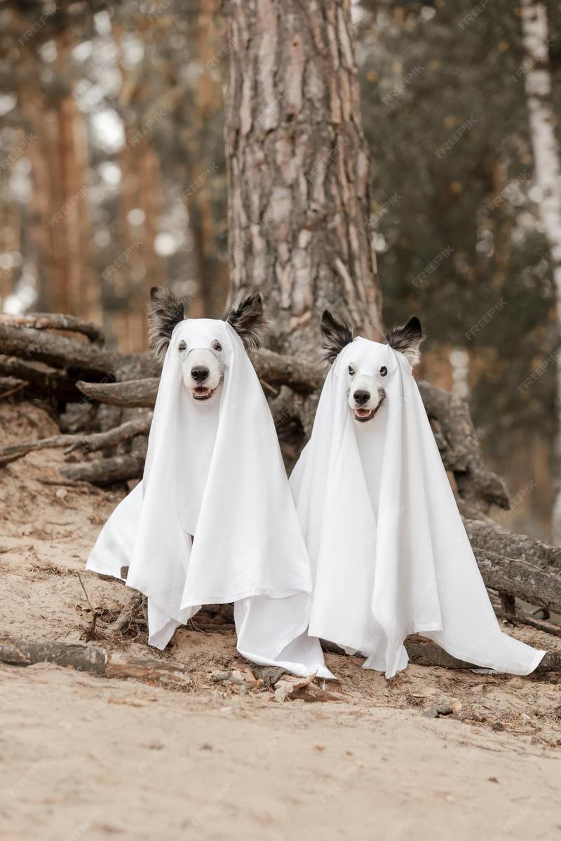 playful-dog-black-ghost-costume-hallowee