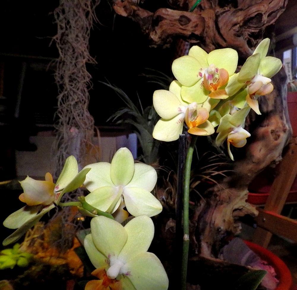  KK 9220 Orchid