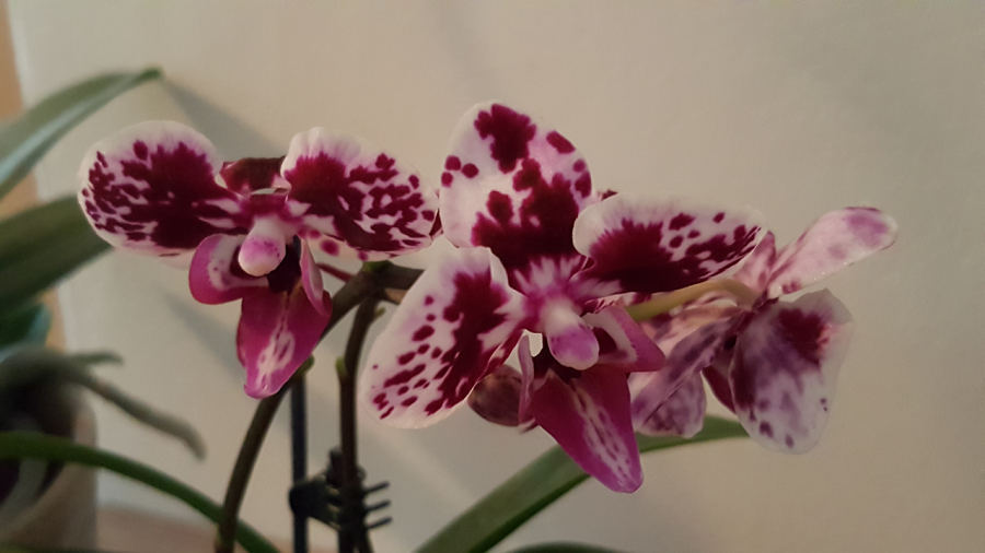 Mini-Orchidee 15.02.17