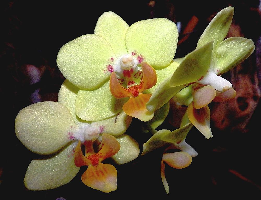  KK 9221 Orchid