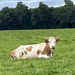 Profil von grizzlyhai