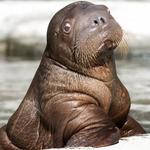 Profil von emanon