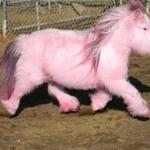 Profil von Pony2.4