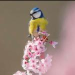 Profil von Suppengespenst