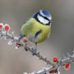 Profil von Suppengespenst