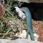 Profil von orlets