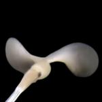 Profil von orlets