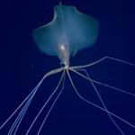 Profil von orlets