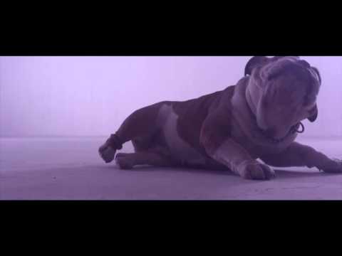 Youtube: Donots - Wake The Dogs (Official Video)