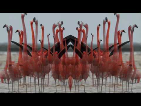 Youtube: Birds Do It (Official Lyric Video)