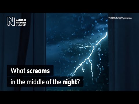 Youtube: What screams in the night? The spine-chilling night noises made by animals | Surprising Science