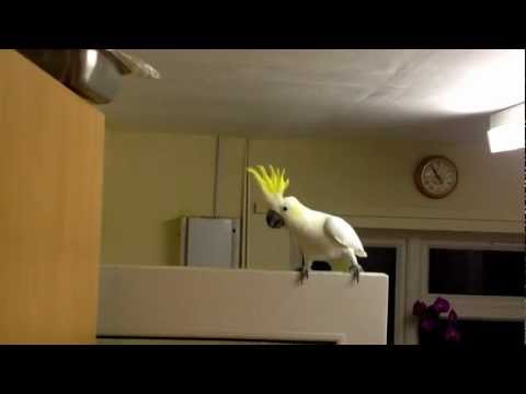 Youtube: Dubstep Parrot