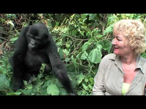 Youtube: Uganda Gorilla very close encounter and touching woman while tracking safari in  Nkuringo Uganda