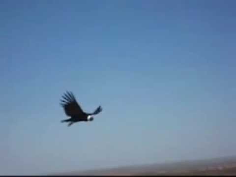 Youtube: Flug der Kondore