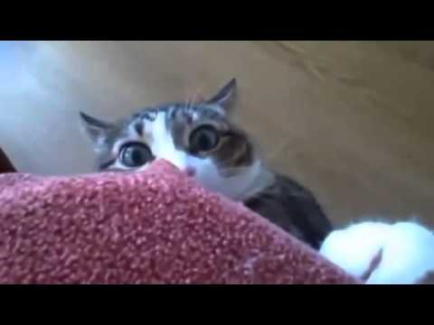 Youtube: mysterious cat XD lol