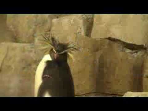 Youtube: Dramatic Penguin