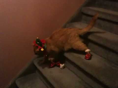 Youtube: Cat Wearing Boots 2