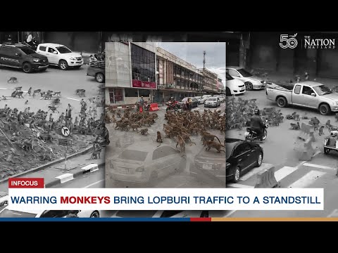 Youtube: Warring monkeys bring Lopburi traffic to a standstill | The Nation Thailand
