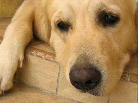 Youtube: urmas alender- hüvasti kollane koer