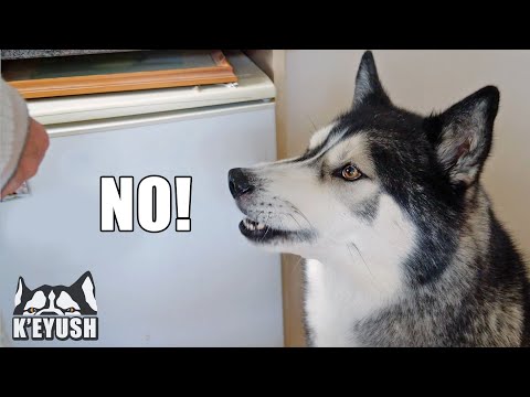 Youtube: Caught My Husky Arguing With My Mum About Biscuits! He Loves To Annoy Her!