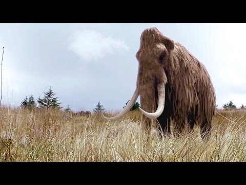 Youtube: DOKU: Wiedergeburt des Mammuts - DNA ermöglicht Erzeugung eines Klons | Dokumentation 2015 Deutsch