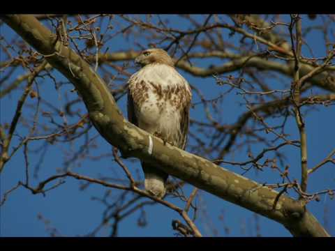 Youtube: Invoking the Hawk's Spirit