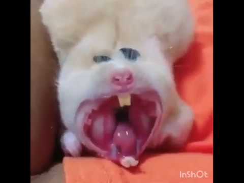 Youtube: Hamster Yawning