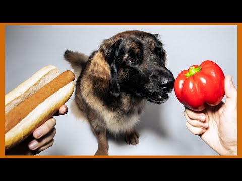 Youtube: Vegane Ernährung für Hunde: das sagt die Wissenschaft