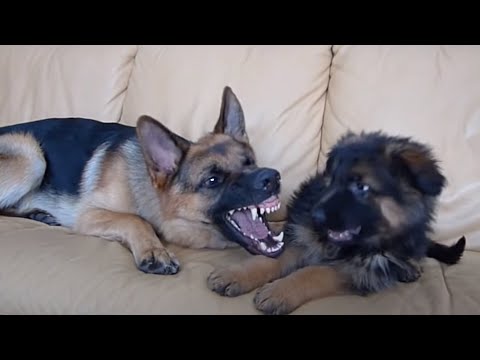 Youtube: German Shepherd and Puppy Playing On Couch