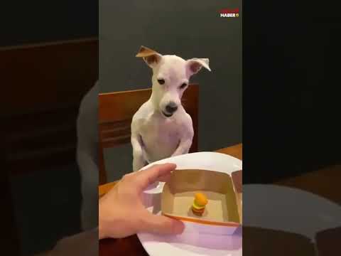 Youtube: yemek porsiyonunu beğenmeyen köpek..!!!