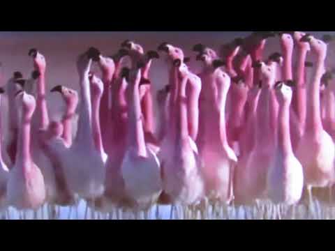 Youtube: Flamingo Birthday