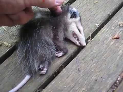 Youtube: Opossum playing dead