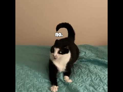 Youtube: SLAM Poetry Cat #cat #funny #viral