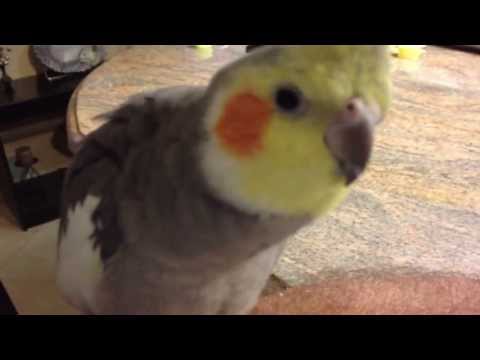 Youtube: Cockatiel Sings Addams Family and Darth Vader theme song, and says What you doing.